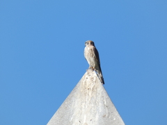 Falco sparverius
