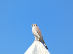Falco sparverius
