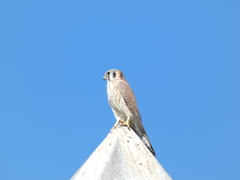 Falco sparverius