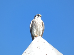 Falco sparverius