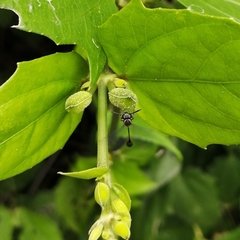 Parischnogaster nigricans