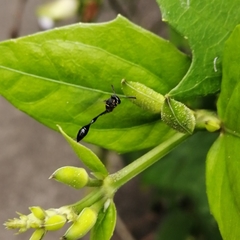 Parischnogaster nigricans