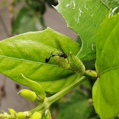 Parischnogaster nigricans