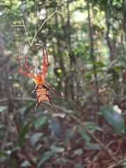 Micrathena miles