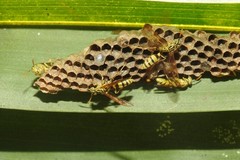 Mischocyttarus basimacula