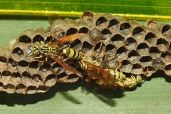 Mischocyttarus basimacula