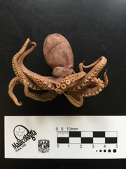 Paroctopus digueti