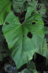 Anthurium sanctifidense