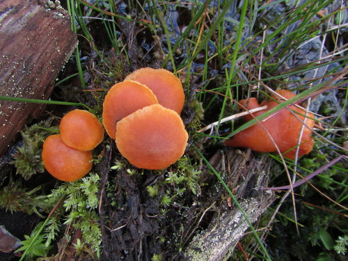 Common Rustgill