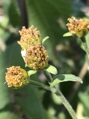 Greenmaniella resinosa