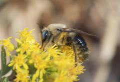 Xylocopa tabaniformis androleuca