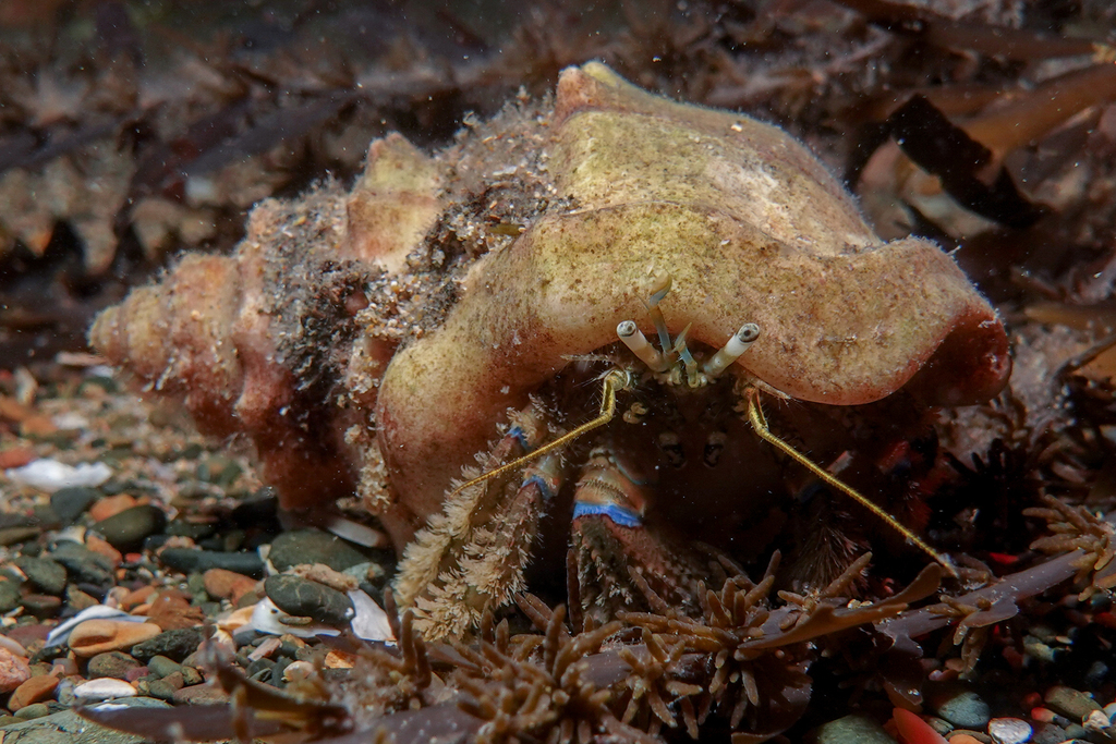 New Zealand Hermit Crab