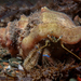 New Zealand Hermit Crab - Photo (c) lcolmer, some rights reserved (CC BY-NC), uploaded by lcolmer