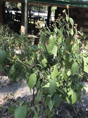 Greenmaniella resinosa