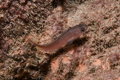Pseudophycis breviuscula