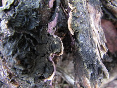 Corticium roseocarneum