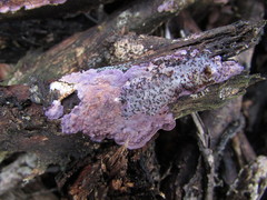 Corticium roseocarneum
