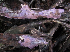 Corticium roseocarneum