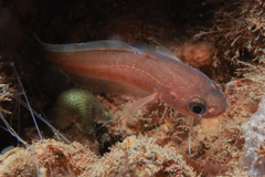 Pseudophycis breviuscula