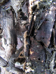 Corticium roseocarneum