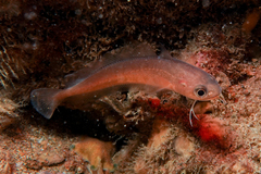 Pseudophycis breviuscula