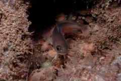 Pseudophycis breviuscula