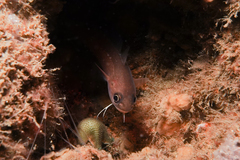 Pseudophycis breviuscula