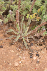 Plantago drummondii