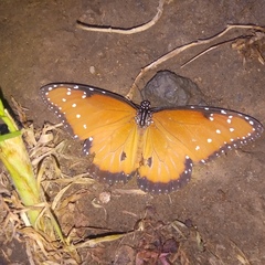 Danaus gilippus