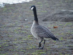 Branta hutchinsii