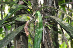 Anthurium bakeri
