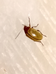 Costalimaita suturalis