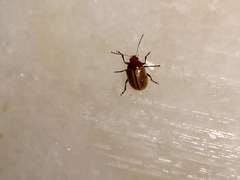 Costalimaita suturalis