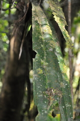 Anthurium bakeri