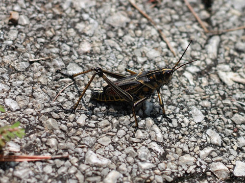 Eastern Lubber Grasshopper, Texas, US, photo 7 of 10