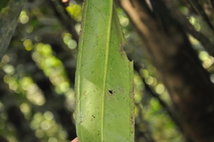 Anthurium bakeri