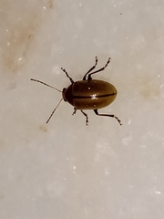 Costalimaita suturalis