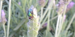 Lucilia