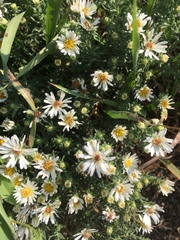 Symphyotrichum ericoides