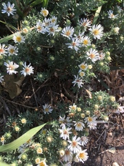 Symphyotrichum ericoides