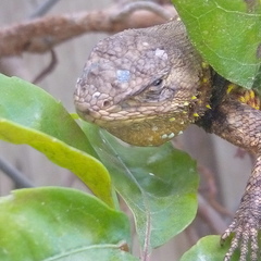 Sceloporus grammicus