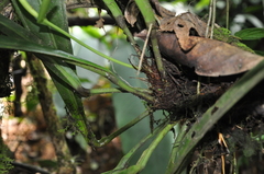 Anthurium bakeri