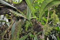 Anthurium bakeri
