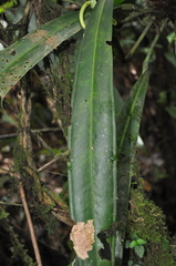 Anthurium bakeri