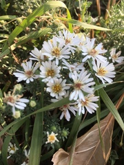 Symphyotrichum ericoides