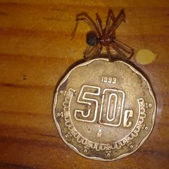 Steatoda