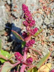 Chenopodium macrospermum