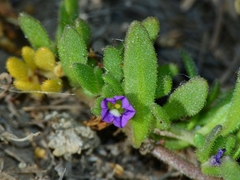 Calibrachoa parviflora