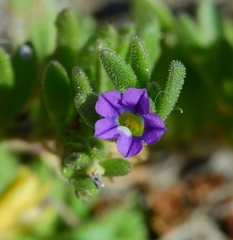 Calibrachoa parviflora