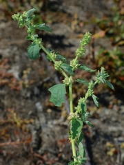 Atriplex suberecta